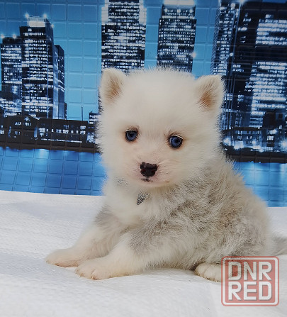 Малыш помски размер той (до 5 кг взрослым) с доставкой. Донецк - изображение 2