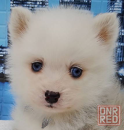 Малыш помски размер той (до 5 кг взрослым) с доставкой. Донецк - изображение 1