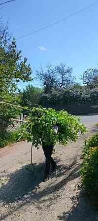 Вывоз деревьев , веток и листвы в Донецке . Донецк