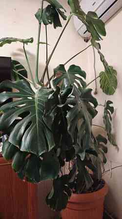 Монстера Донецк