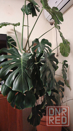 Монстера Донецк - изображение 1