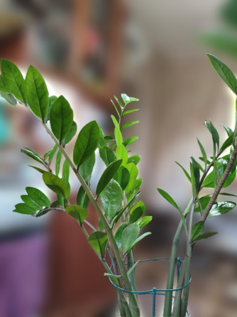 Продам замиокулькас (долларовое дерево) Снежное