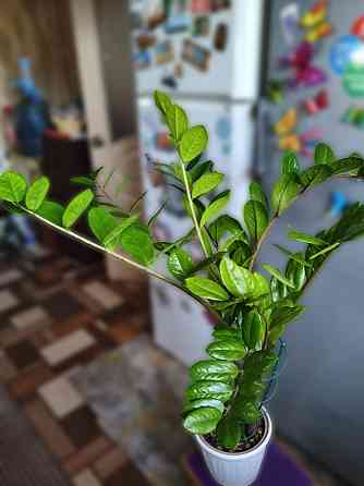 Продам замиокулькас (долларовое дерево) Снежное