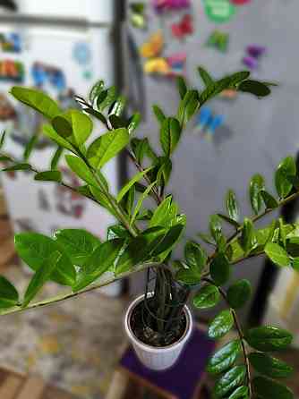 Продам замиокулькас (долларовое дерево) Снежное