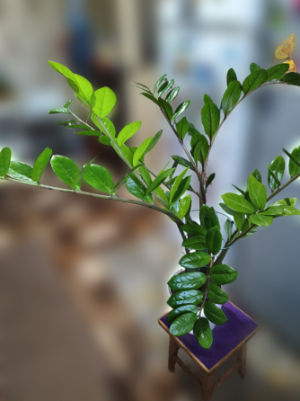 Продам замиокулькас (долларовое дерево) Снежное