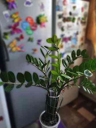 Продам замиокулькас (долларовое дерево) Снежное