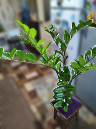 Продам замиокулькас (долларовое дерево) Снежное