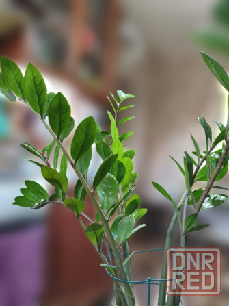 Продам замиокулькас (долларовое дерево) Снежное - изображение 2