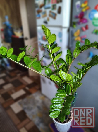 Продам замиокулькас (долларовое дерево) Снежное - изображение 4