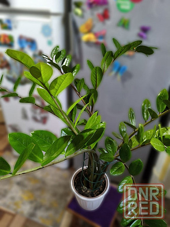 Продам замиокулькас (долларовое дерево) Снежное - изображение 5