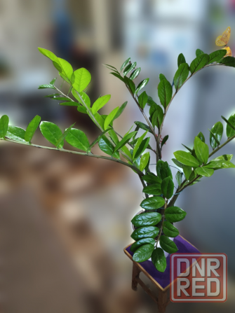 Продам замиокулькас (долларовое дерево) Снежное - изображение 6