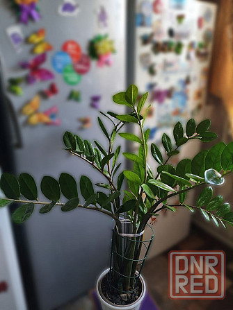 Продам замиокулькас (долларовое дерево) Снежное - изображение 3