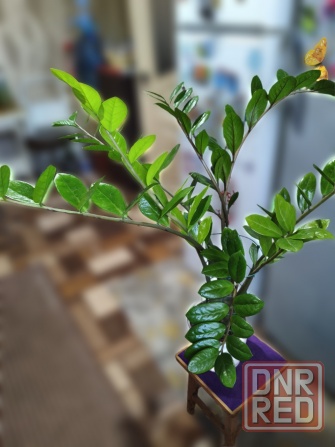 Продам замиокулькас (долларовое дерево) Снежное - изображение 1