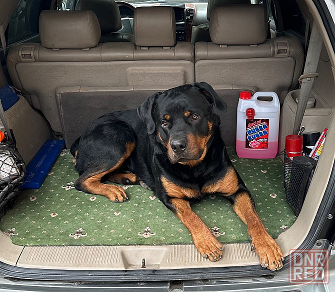 На сводку уже развязанный Луганск - изображение 1