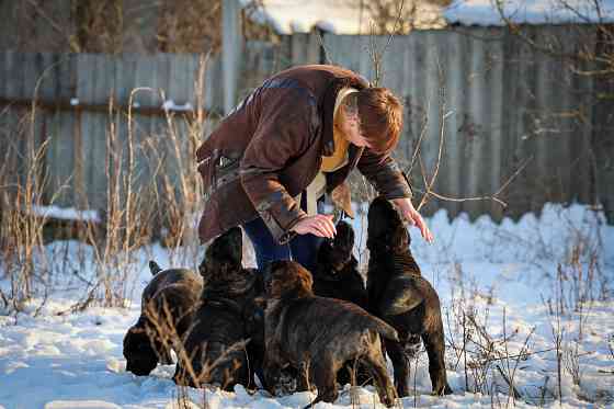 #среднеазиатская овчарка #сао#алабай#щенок# Донецк
