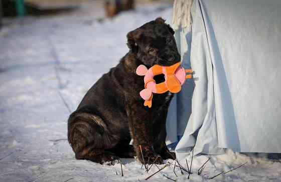 #среднеазиатская овчарка #сао#алабай#щенок# Донецк