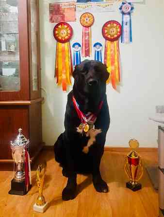 #среднеазиатская овчарка #сао#алабай#щенок# Донецк