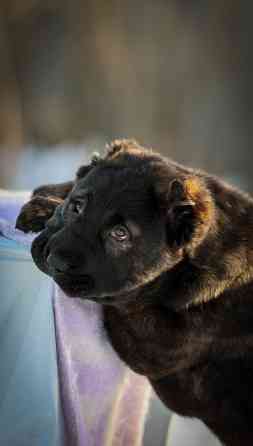 #среднеазиатская овчарка #сао#алабай#щенок# Донецк