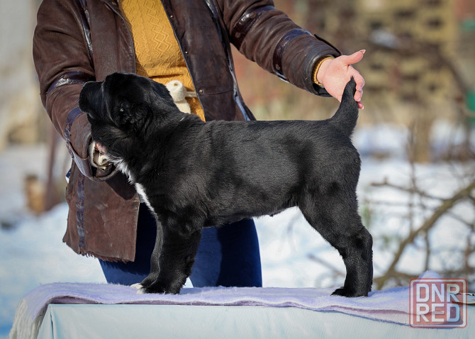 #среднеазиатская овчарка #сао#алабай#щенок# Донецк - изображение 8