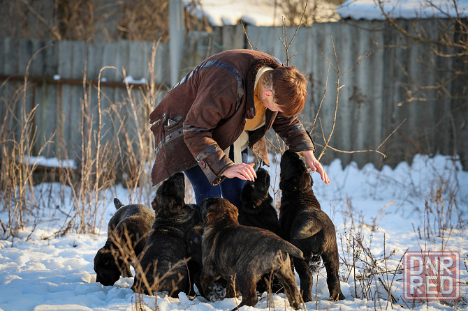 #среднеазиатская овчарка #сао#алабай#щенок# Донецк - изображение 3