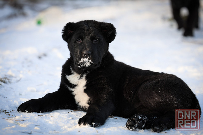 #среднеазиатская овчарка #сао#алабай#щенок# Донецк - изображение 4
