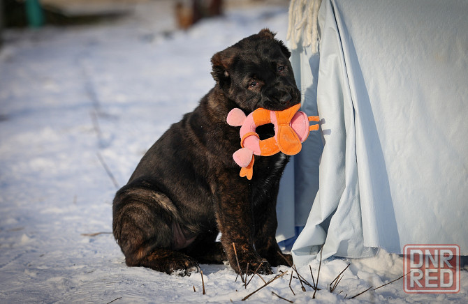 #среднеазиатская овчарка #сао#алабай#щенок# Донецк - изображение 1