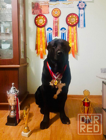 #среднеазиатская овчарка #сао#алабай#щенок# Донецк - изображение 2