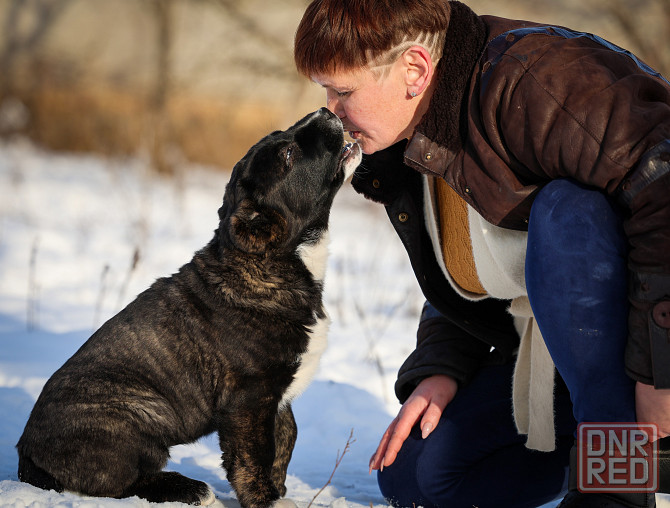 #среднеазиатская овчарка #сао#алабай#щенок# Донецк - изображение 6