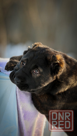 #среднеазиатская овчарка #сао#алабай#щенок# Донецк - изображение 5