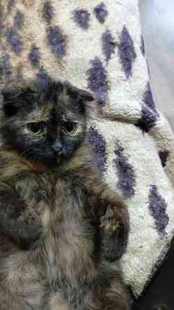 Шотландский вислоухий длинношёрстный котёнок Донецк