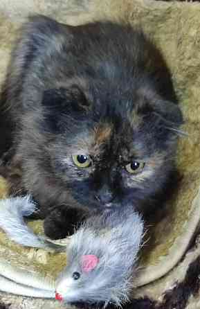 Шотландский вислоухий длинношёрстный котёнок Донецк