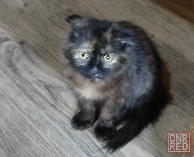 Шотландский вислоухий длинношёрстный котёнок Донецк - изображение 4