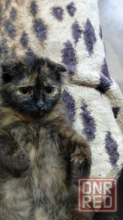 Шотландский вислоухий длинношёрстный котёнок Донецк - изображение 1