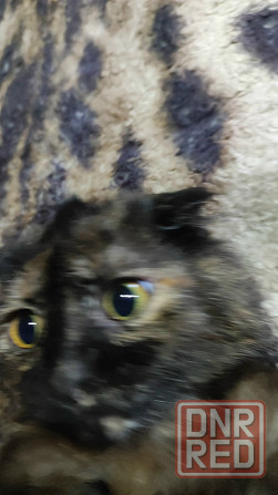 Шотландский вислоухий длинношёрстный котёнок Донецк - изображение 2