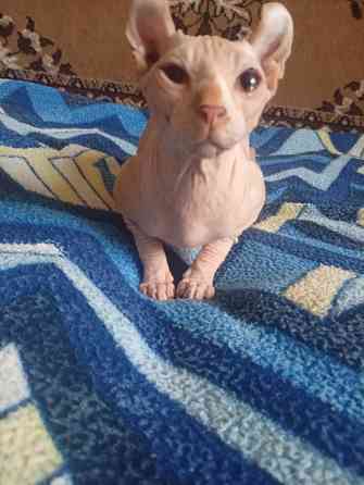 Продажа эльфа канадского сфинкса Макеевка