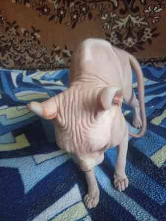 Продажа эльфа канадского сфинкса Макеевка