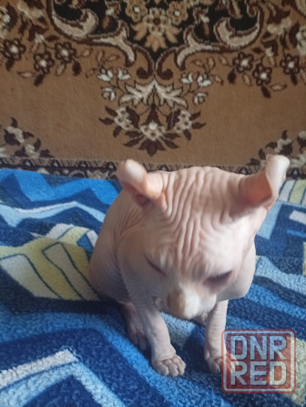 Продажа эльфа канадского сфинкса Макеевка - изображение 2