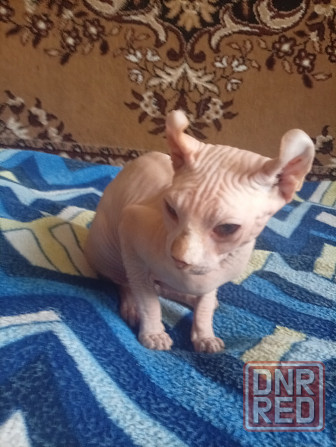 Продажа эльфа канадского сфинкса Макеевка - изображение 3