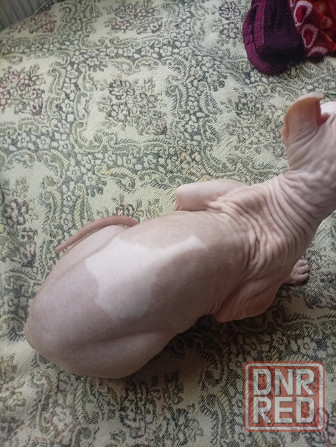 Продажа эльфа канадского сфинкса Макеевка - изображение 7