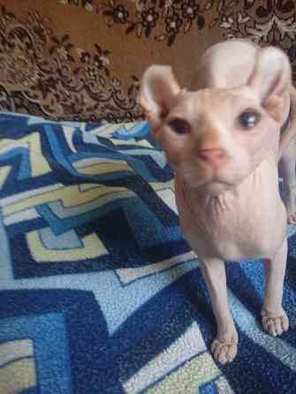 Продажа кота эльфа канадского сфинкса Макеевка