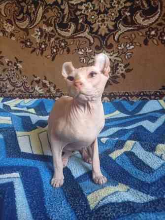 Продажа кота эльфа канадского сфинкса Макеевка