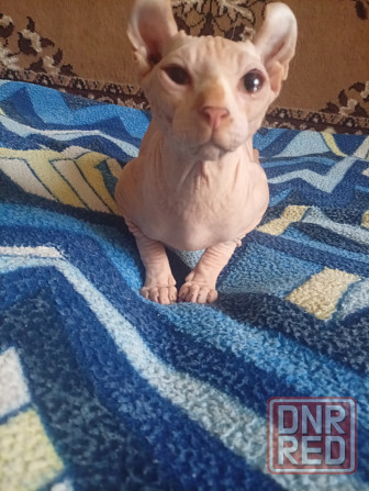 Продажа кота эльфа канадского сфинкса Макеевка - изображение 4