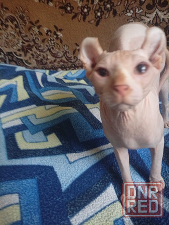 Продажа кота эльфа канадского сфинкса Макеевка - изображение 2