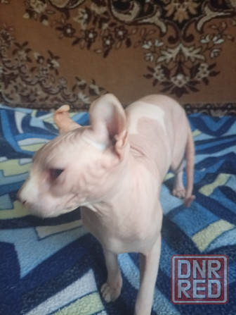 Продажа кота эльфа канадского сфинкса Макеевка - изображение 1