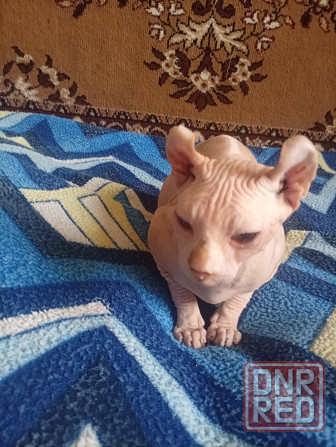 Продажа кота эльфа канадского сфинкса Макеевка - изображение 6