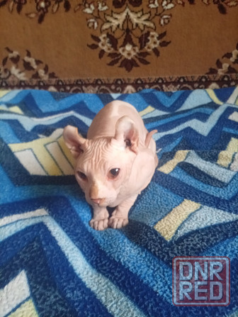 Продажа кота эльфа канадского сфинкса Макеевка - изображение 7