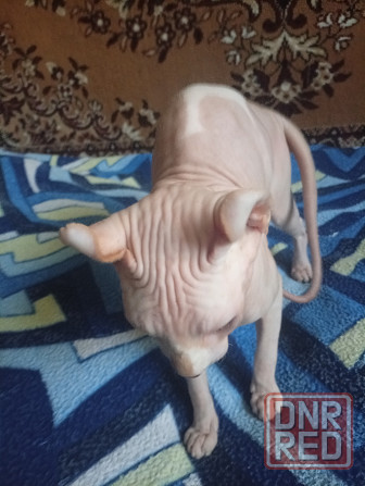 Продажа кота эльфа канадского сфинкса Макеевка - изображение 3