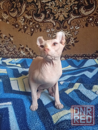 Продажа кота эльфа канадского сфинкса Макеевка - изображение 5