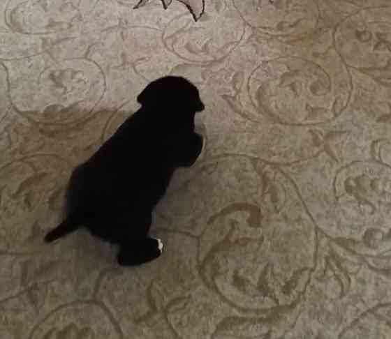 Щенок Кане- корсо девочка Донецк