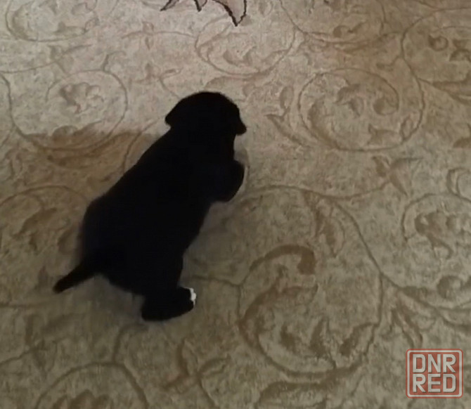 Щенок Кане- корсо девочка Донецк - изображение 2